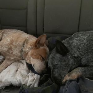 Meet your Posher, George